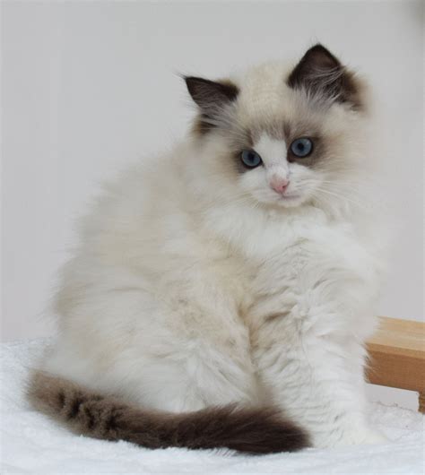 best photos and pictures ideas about birman cat and kitten - most affectionate cat breeds | Cat ...