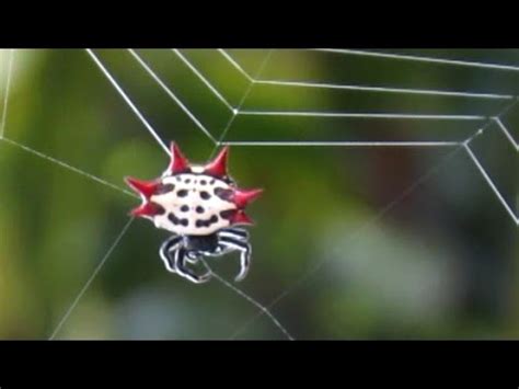 Spiny Orb Weaver Spider Spinning A Web - YouTube