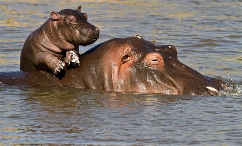 Hippos Kill the Most Humans Per Year in Africa | Hippopotamus, Baby hippo, Hippo facts