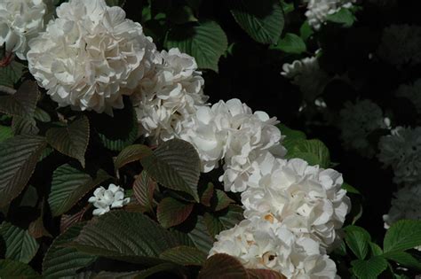 Kern's Pink Snowball Viburnum (Viburnum plicatum 'Kern's Pink') in Boston Hopkinton Chelmsford ...