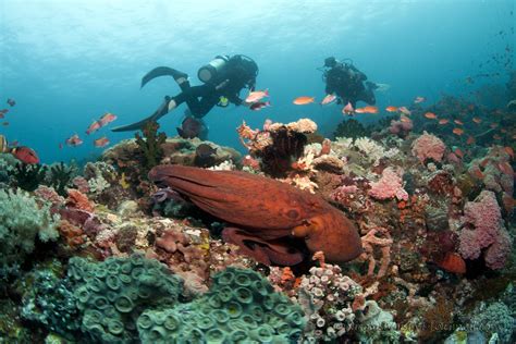 Scuba Diving in The Philippines: Top 10 Dive Sites