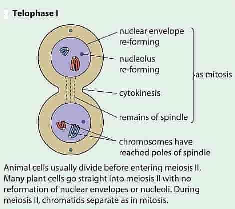 Telophase 1 And Cytokinesis Labeled