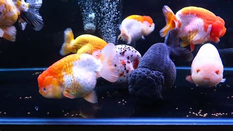 Ranchu Goldfish Care & Species Profile | Fishkeeping World