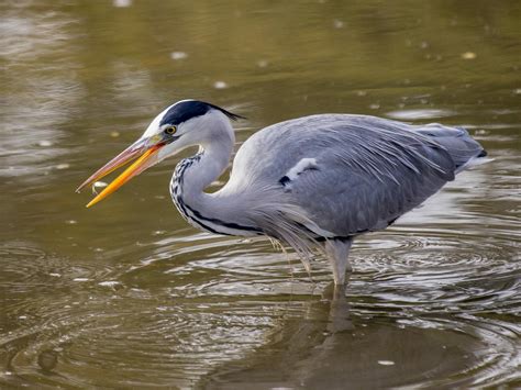 Grey Heron Bird Facts (Ardea cinerea) | Bird Fact