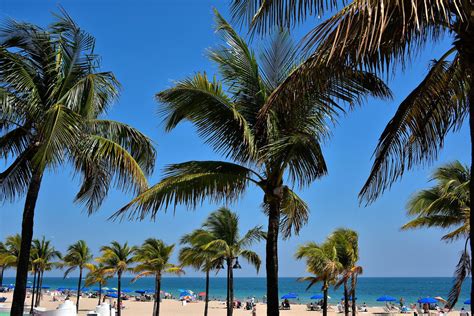 Palm Trees along Beach in Fort Lauderdale, Florida - Encircle Photos