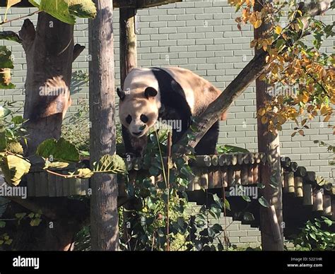 Giant panda at Edinburgh Zoo Stock Photo - Alamy