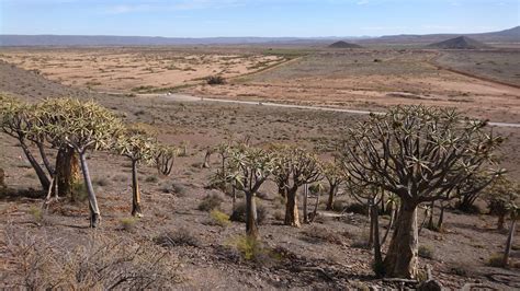 (Webinar) Dry Biomes of the World - The Ruth Bancroft Garden & Nursery