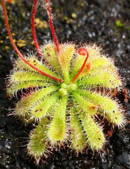 17 Striking Plants that Look Like Aliens | Balcony Garden Web