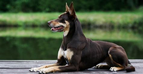 Australian Kelpie Dog Dog Breed Complete Guide | AZ Animals