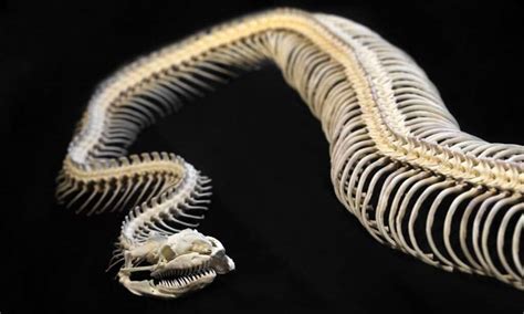 Snake Skeletons: Here’s What Makes Them So Unique - IMP WORLD