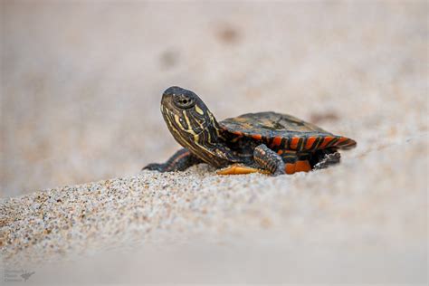 Baby painted turtle on the beach.