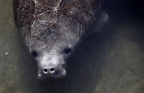 U.S. wildlife officials propose reclassifying manatees’ endangered ...