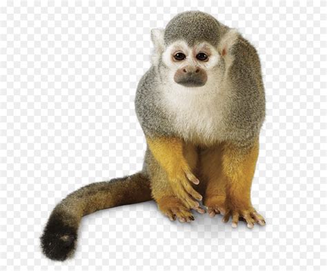 squirrel monkey png rainforest emergent layer rainforest layers dk find out - 960*796 - png ...