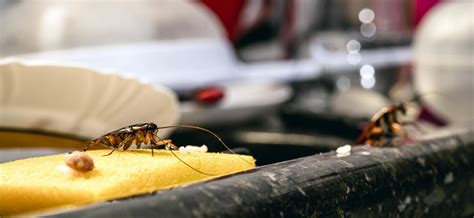 How to Get Rid of Cockroaches in Kitchen Cabinets