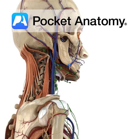 Lingual nerve - Pocket Anatomy