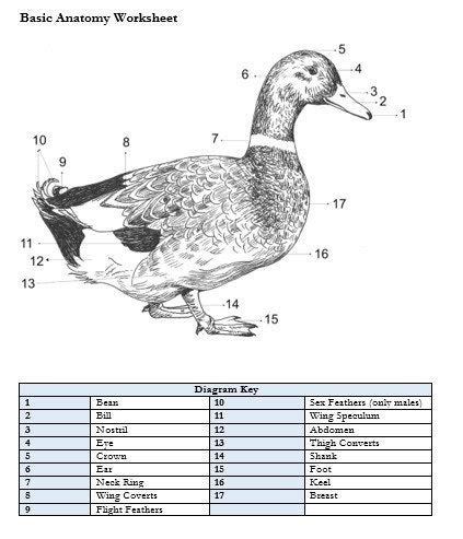 PRINTABLE Duck External Anatomy Worksheet - Etsy