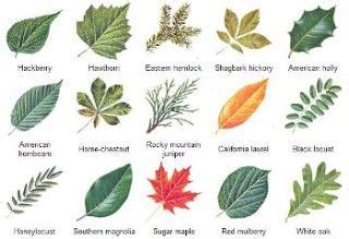 Identifying Trees by Their Leaves