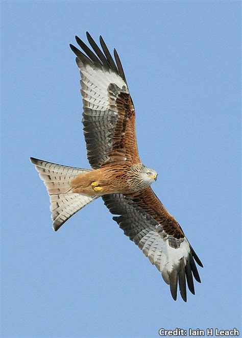 Wing Tips: Identifying our birds of prey | Birds of prey, British birds of prey, Raptors bird