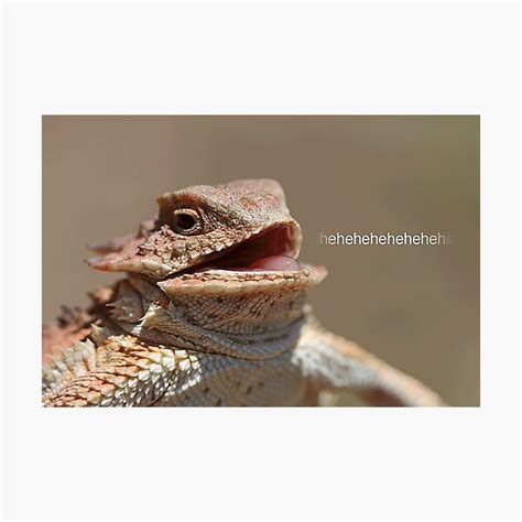 "Laughing Lizard Meme" Photographic Print by FlashmanBiscuit | Redbubble