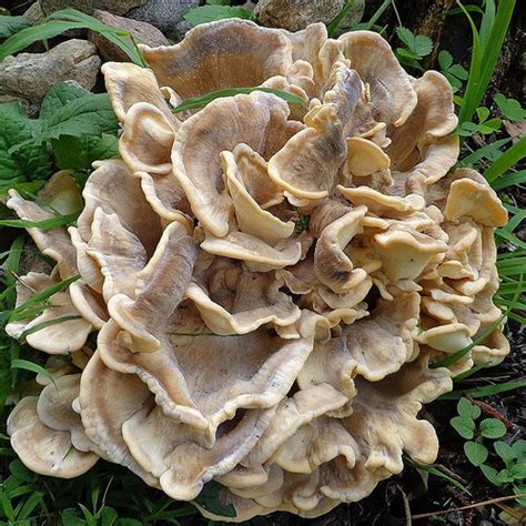 Black-Staining Polypore (Meripilus sumstinei) | themyceliumemporium