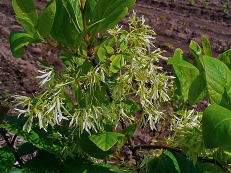 Fringe Tree – Chionanthus virginicus | Root Buyer