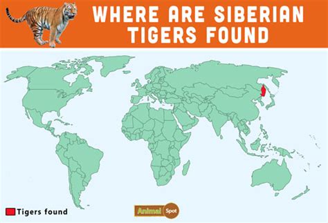 Siberian Tiger Facts, Cubs, Habitat, Diet, Adaptations, Pictures