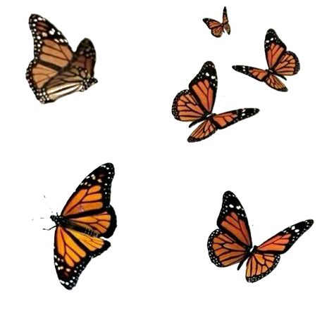 Monarch Butterfly Aesthetic Wallpapers - Wallpaper Cave