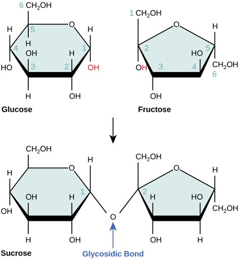 Lesen: Struktur und Funktion von Kohlenhydraten | Biologie I | be settled