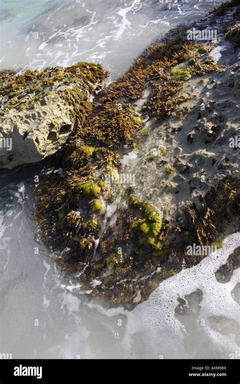 green algae seaweed growing on rocks on the ocean shore Stock Photo - Alamy