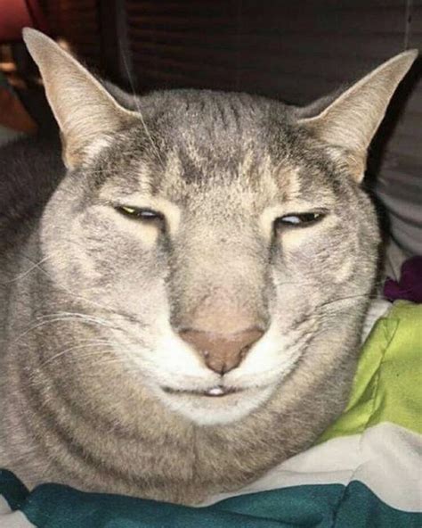 a close up of a cat laying on top of a bed next to a blanket