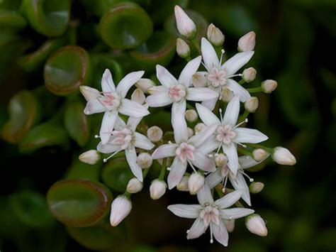 Crassula ovata 'Gollum' (Gollum Jade) | World of Succulents | Crassula ovata, Blooming ...