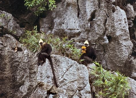 Ovaltes: Golden-headed Langur or Cat Ba Langur Habitat In Vietnam