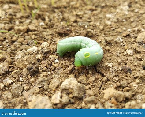 The Green Caterpillar in My Farm - Image Stock Photo - Image of agricalture, groun: 159672634