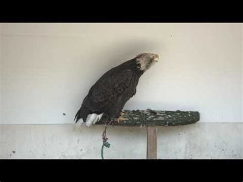 Recorded this eagle with the 2.5k Camera in pro res : r/blackmagicdesign