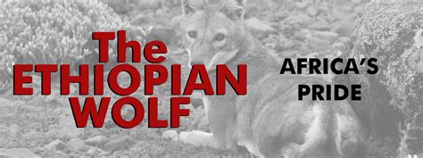 10 Facts About the Ethiopian Red Wolf | American Wolves