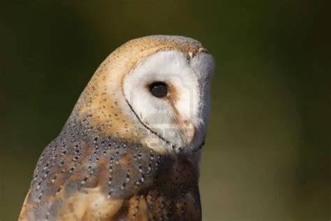 barn owl facts for kids - Animals Time