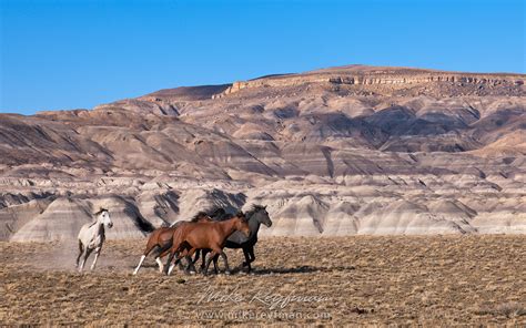 Horses are grazing on the beautiful background of Patagonian Andes. Torres del Paine National ...