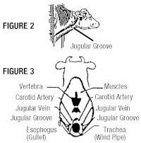 Duramycin-100 for Animal Use - Drugs.com