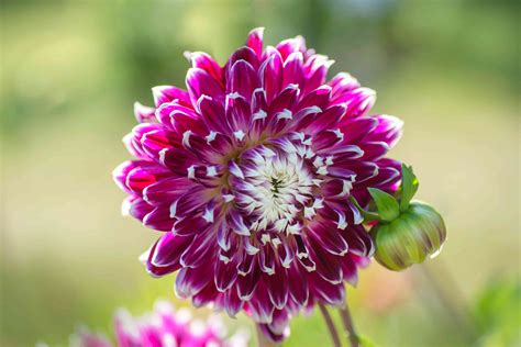 Five Petal Flower Names | Best Flower Site