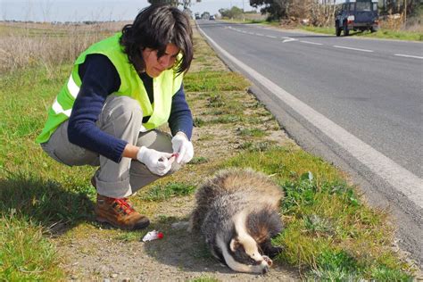 Roadkill study identifies animals most at risk in Europe