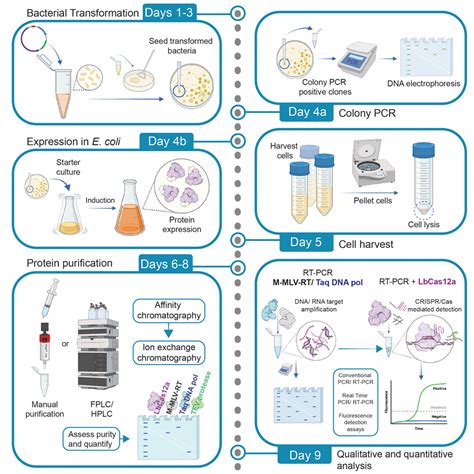 Cell Press: STAR Protocols