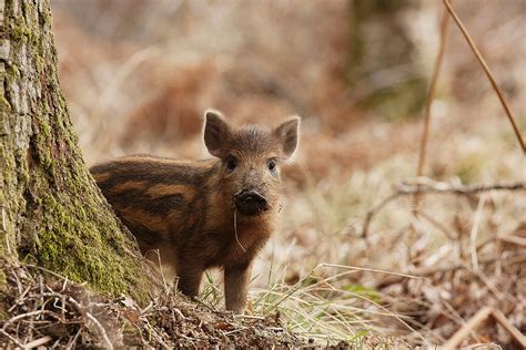 Baby Boar 01 | Sus scrofa www.mikegphotos.co.uk | Mike G Photos | Flickr