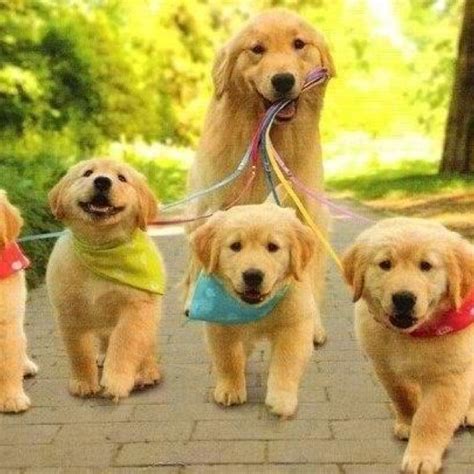 Mom walking her puppies. | Our Family Pets | Pinterest | Puppys, Walking and Mom.