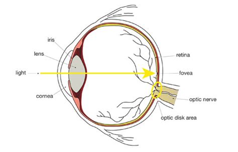 Finding your Blind Spot | Ingenium