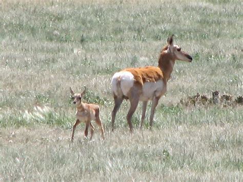 Queens Crap: Baby antelope at the Queens Zoo