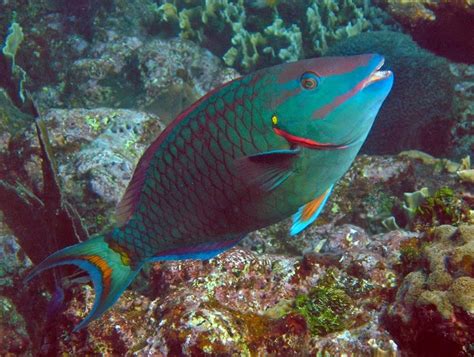 Salt Whistle Sailing: 5 INTERESTING FACTS ABOUT STOPLIGHT PARROTFISH