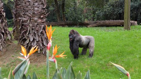 Parque Zoologico de Chapultepec Pictures: View Photos & Images of Parque Zoologico de Chapultepec