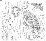 Red Cockaded Woodpecker Coloring Page – Kids Portal For Parents sketch template