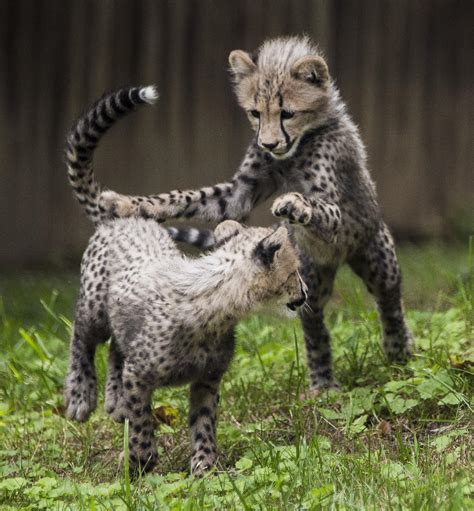 Today's Distraction: A Moment Of Cute With Cheetah Cubs | KNKX