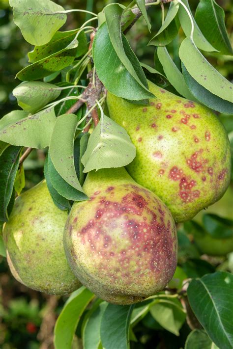 Fungicide For Fruit Tree | Prevent Fruit Tree Diseases | Ryan Lawn & Tree